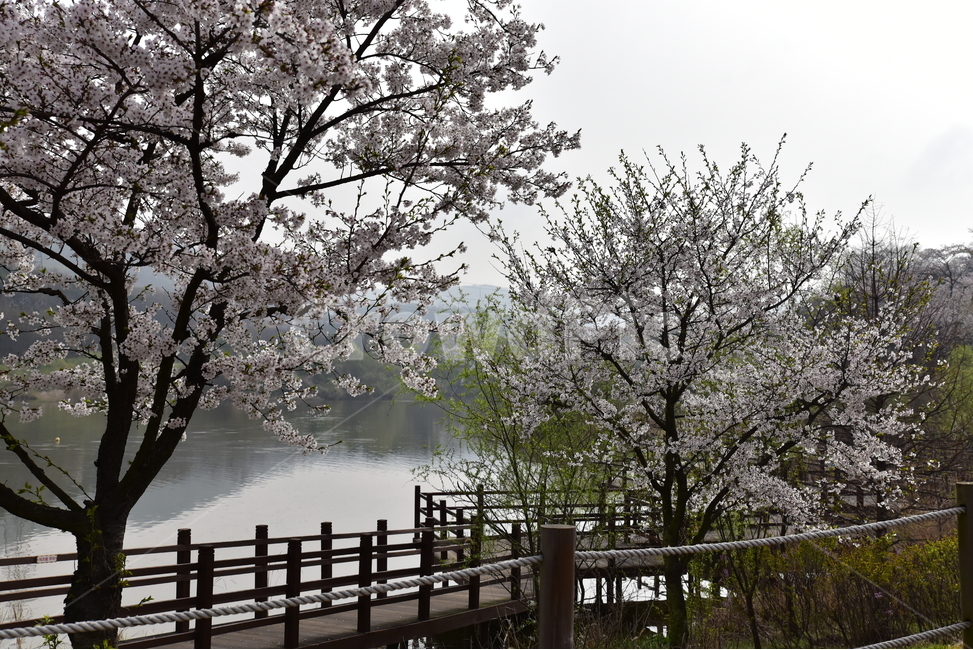 식물,자연,봄,나무,벚꽃,봄,계절,spring,season,자연,풍경,nature,landscape,식물,plants,나무,trees,wood,handrail,난간,banister,railing,plant