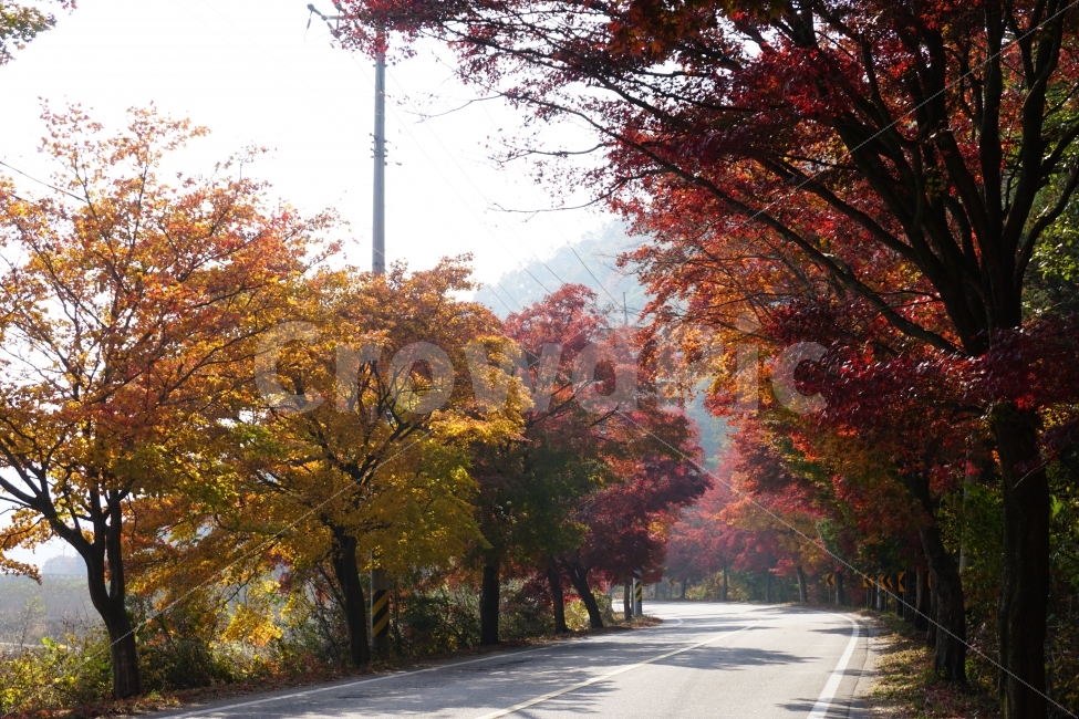 단풍,길,가을,빛,감성,가을,계절,fall,autumn,season,자연,풍경,nature,landscape,한국자연풍경,한국자연경관,korea nature landscape,식물,plants,나무,trees,wood,plant,tree,maple