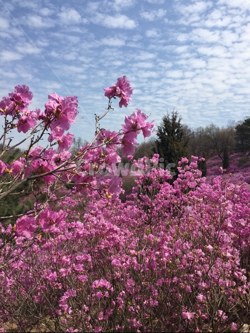 봄,진달래,꽃,꽃놀이,동산,진달래동산,풍경,벚꽃,맑음,만개,nature,flowers,spring,구름,자연,봄풍경,봄,계절,spring,season,식물,자연,plants,nature,꽃,flower,plant,blossom