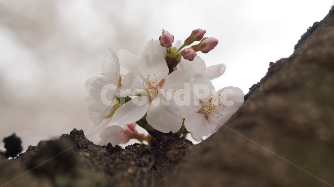 cherrytree,white,flower,oneflower,벗꽃,봄,계절,spring,season,식물,자연,plants,nature,꽃,flower,plant,geranium,제라늄,blossom
