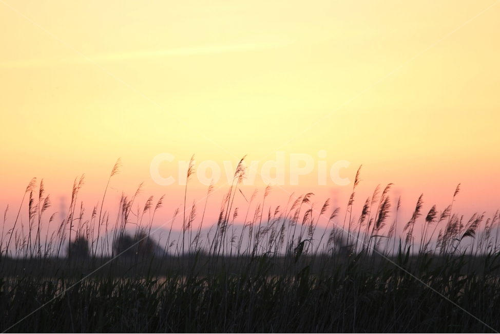 노을사진,해넘이사진,일몰사진,항금빛일몰,풍경사진,감성사진,자연,풍경,nature,landscape,한국자연풍경,한국자연경관,korea nature landscape,grass,잔디,plant,식물,lawn