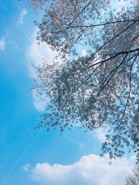 풍경,자연,하늘,구름,꽃,나무,나뭇가지,벚꽃,푸른하늘,파란하늘,시원한봄,자연,풍경,nature,landscape,봄,계절,spring,season,light,빛,flare,플레어