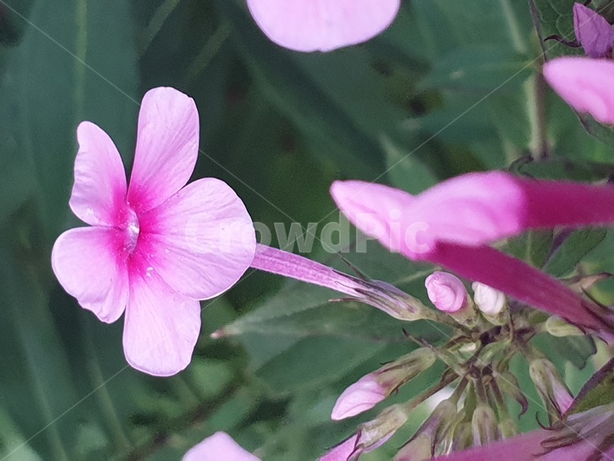 꽃,꽃잔디,봄꽃,봄의전령,이쁜꽃,식물,자연,plants,nature,꽃,flower