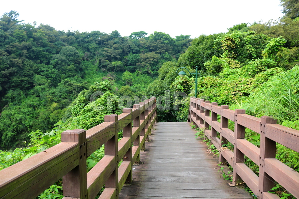 나무,계곡,자연,풍경,식물,계단,자연,풍경,nature,landscape,vegetation,초목,plant,building,건물,bridge,다리,boardwalk,산책로