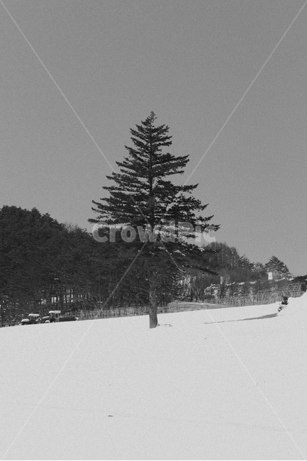 겨울나무,눈,흑백사진,고독함,snow,winter,tree,겨울,계절,winter,season,식물,자연,plants,nature,나무,trees,wood,흑백,모노톤,monochrome,black and white