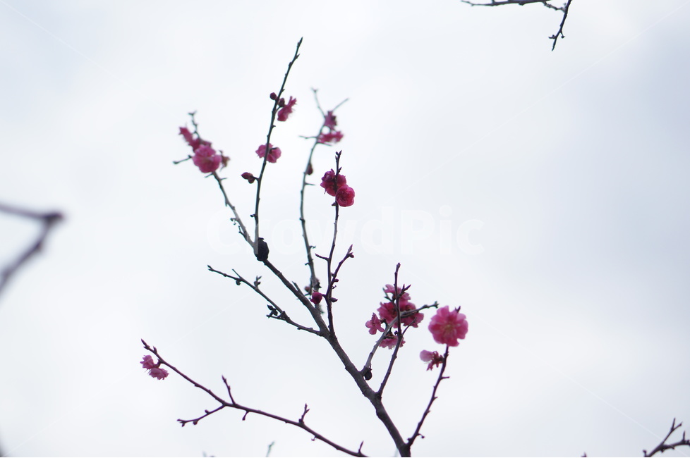 홍매화,핑크,봄,맑음,나무,봄,계절,spring,season,식물,자연,plants,nature,꽃,flower,plant