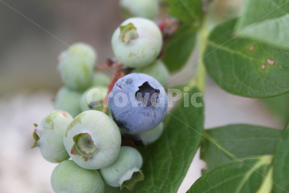 블루베리,열매,식물,비타민,blueberry,식물,자연,plants,nature,과일,열매,fruit