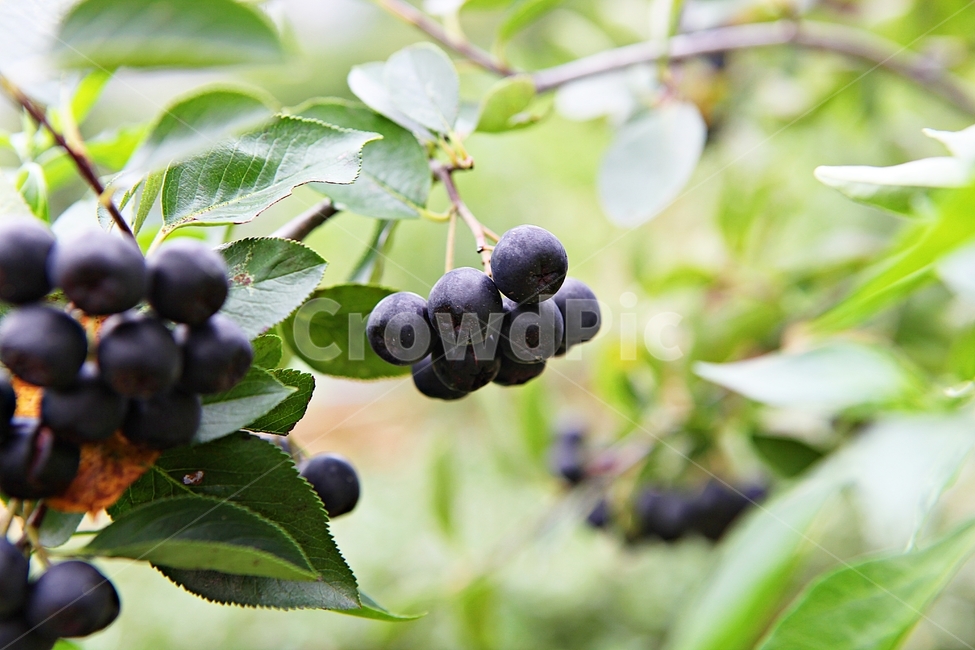 아로니아,열매,식물,과일,검은색,가을,나무잎,과일,열매,fruit