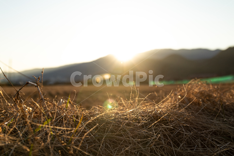 light,빛,flare,플레어,자연,풍경