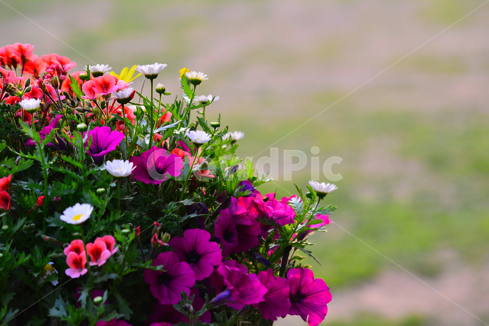 꽃밭,페츄니아,아름다운,칼라풀,꽃,식물,flowers,plant,장식,화분,화단,beautiful,colorful,식물,자연,plants,nature,꽃,flower
