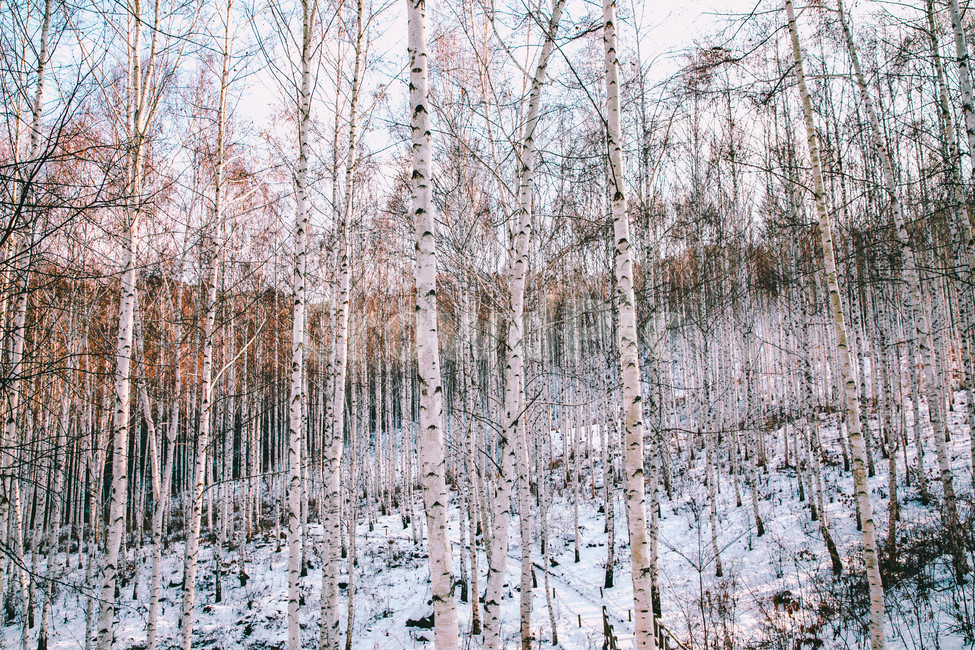 설경,눈풍경,자작나무숲,인제,자작나무,풍경,풍경사진,여행사진,여행,자연,nature,landscape,식물,plants,나무,trees,wood,흑백,모노톤,monochrome,blackandwhite,감성,한국자연풍경,한국자연경관,koreanlandscape,눈꽃,원대리,배경,백그라운드,snow,겨울,계절,winter,season,자연,풍경,nature,landscape,식물,plants,나무,trees,wood,감성,sensible,feeling,outdoors,옥외