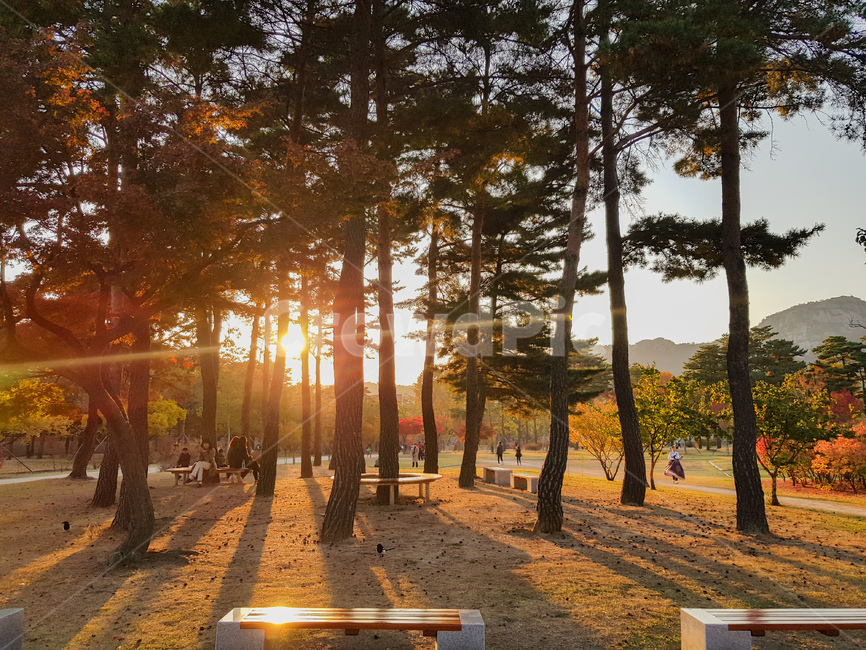 light,flare,플레어,tree,나무,plant,식물,furniture,가구,공원,노을,빛,벤치,자연,풍경,nature,landscape