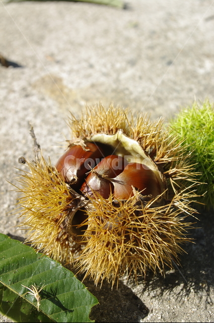 밤,열매,밤송이,가을,fall,식물,plant,잎,과일,열매,fruit
