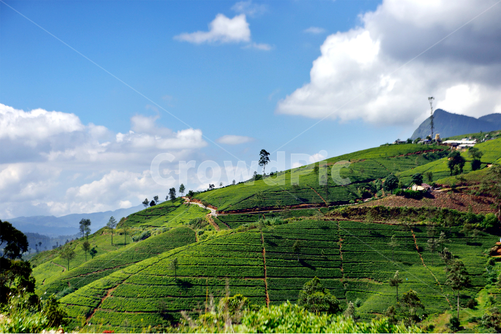 스리랑카,차밭,하톤,실론티,srilanka,teaestate,hatton,ceylontea,nature,자연,구름,outdoors,sky,하늘