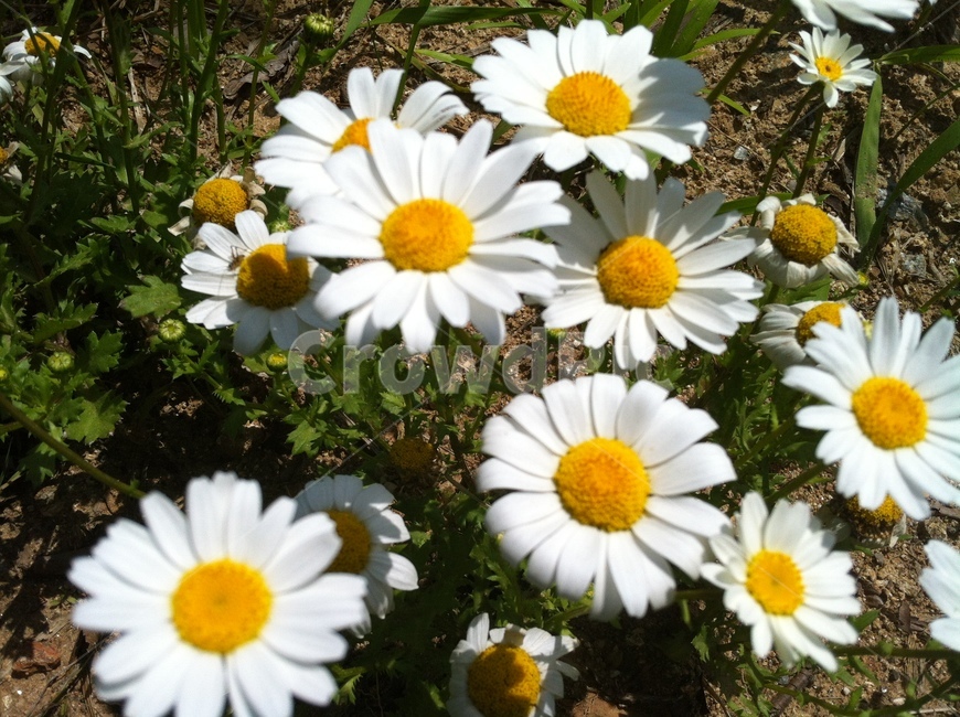 꽃,흰꽃,식물,국화류,수수한꽃,식물,자연,plants,nature,꽃,flower