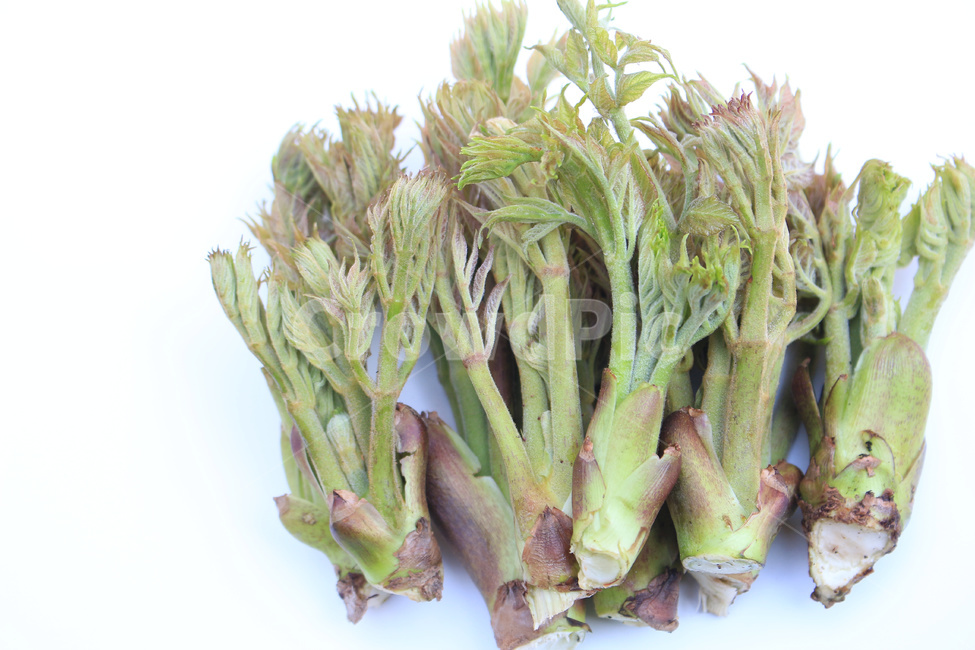 참두릅,산나물,임산물,두릅나무,두릅순,약용식물,채소,야채,vegetables