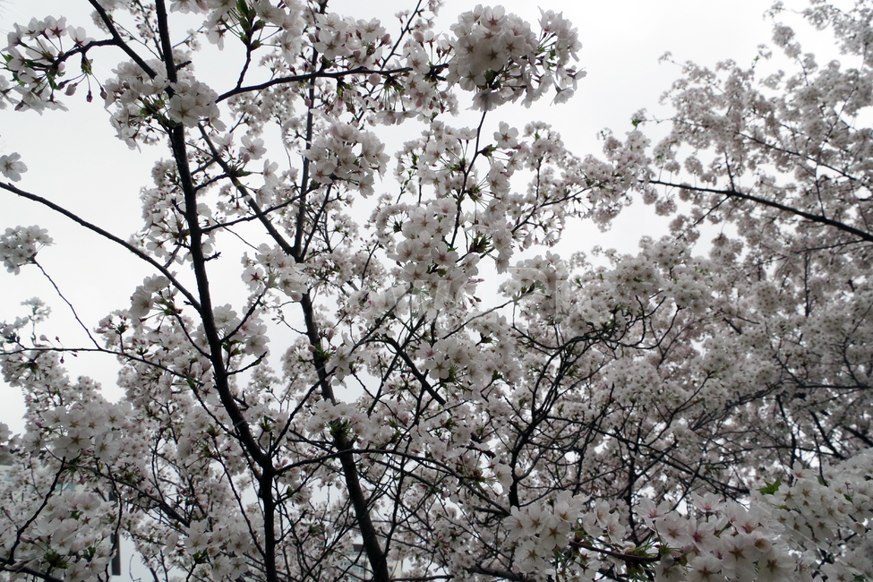 봄,계절,꽃,spring,season,flower,봄,계절,spring,season,식물,자연,plants,nature,꽃,flower,plant,blossom,cherry blossom,벚꽃
