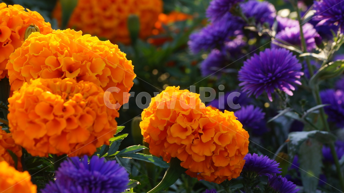 Cheonsu Guk,African Marigold,flower Festival,flower road,flower