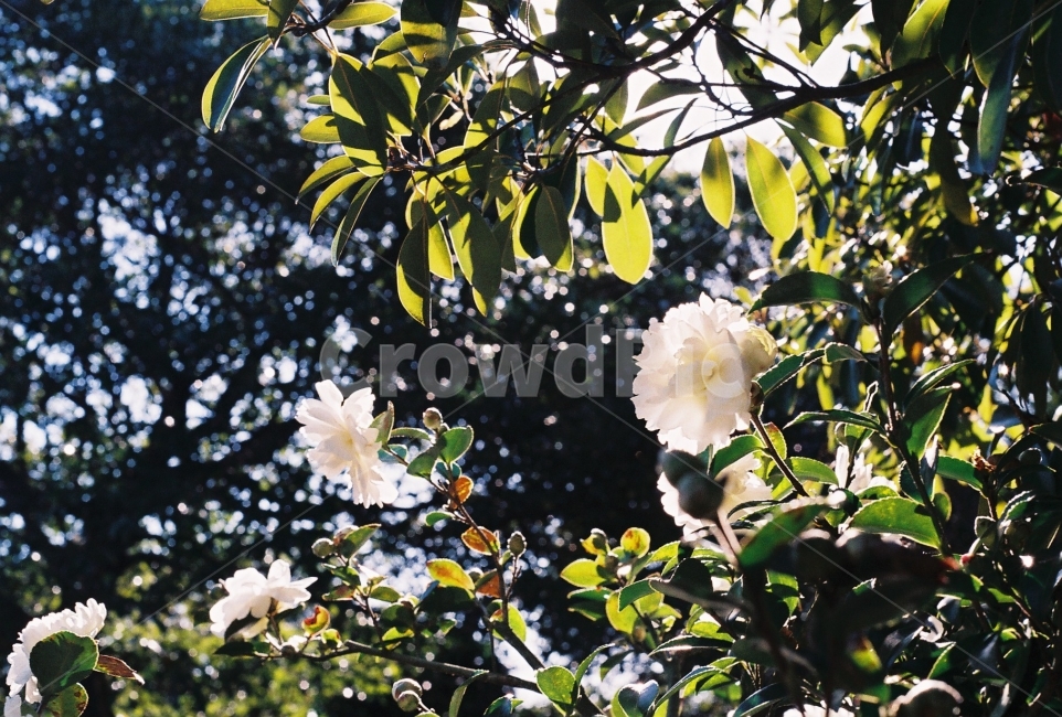 동백,camellia,동백꽃,숲속,겨울,풍경,필름사진,식물,자연,plants,nature,꽃,flower,감성,sensible,feeling,휴식,힐링,rest,relaxation,healing