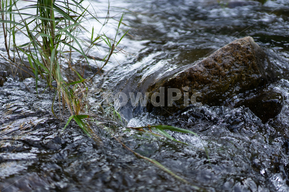 river,하천,자연,nature,식물,plant,초록,green,물,water