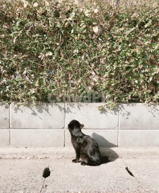 고양이,동물,animal,cat,일본,아이노시마,동물,animal,포유류,mammal,고양이,cat,kitten,kitty