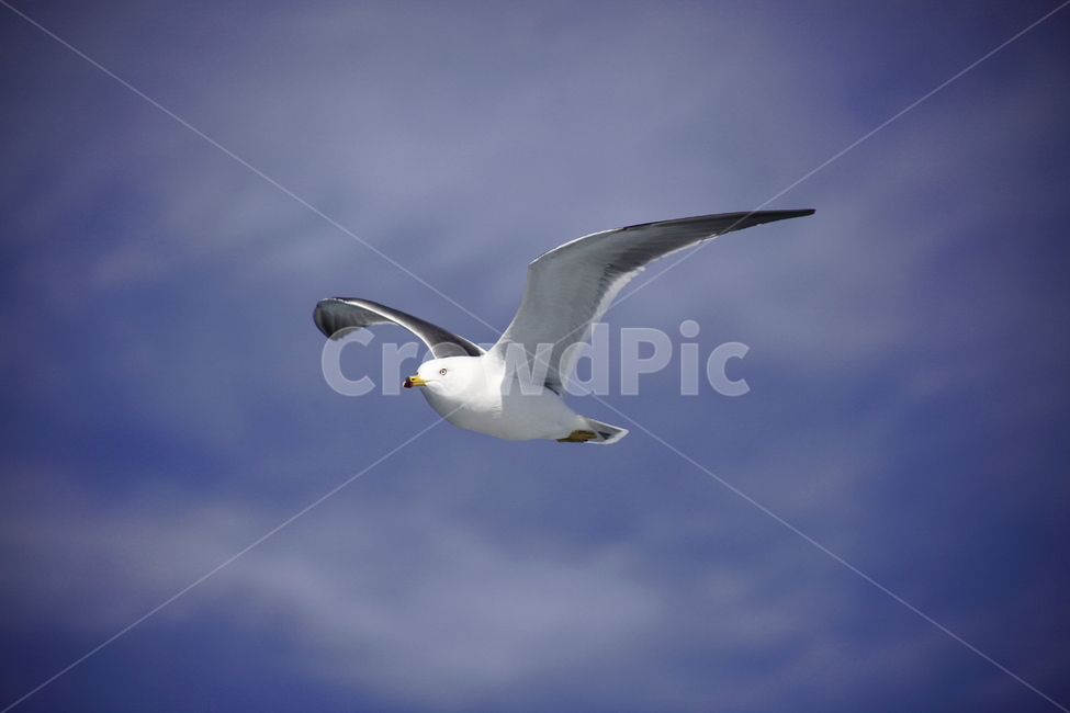 갈매기,바다새,대형조류,commongull,mewgull,laruscrassirostris,괭이갈매기,동물,animal,조류,새,birds