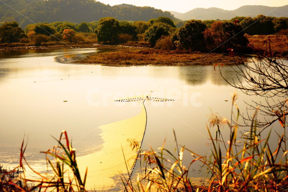 화살표,호수,강,물,나무,숲,수풀림,늪,자연,풍경,nature,landscape,water,outdoors,옥외,grass,잔디,plant,식물,land,땅