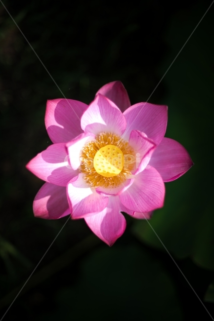 꽃,flower,궁남지,연꽃,lotus,식물,자연,plants,nature,꽃,flower