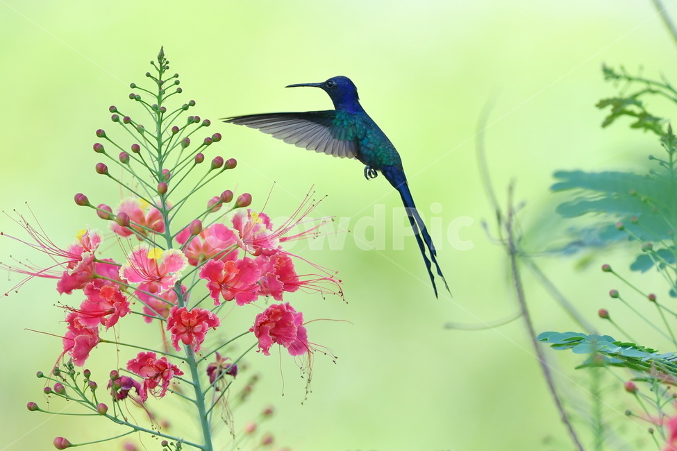 animal,동물,bird,새,hummingbird,벌새,동물,animal,조류,새,birds