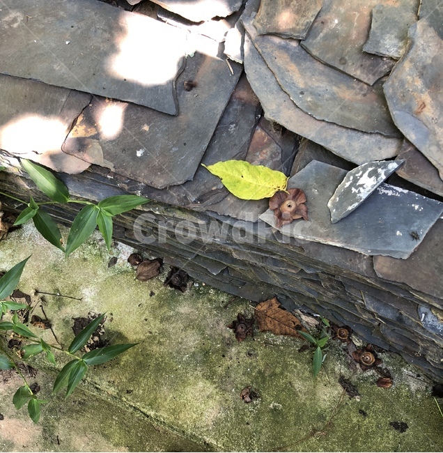시골,자연,풍경,햇살,나뭇잎,여름,초록