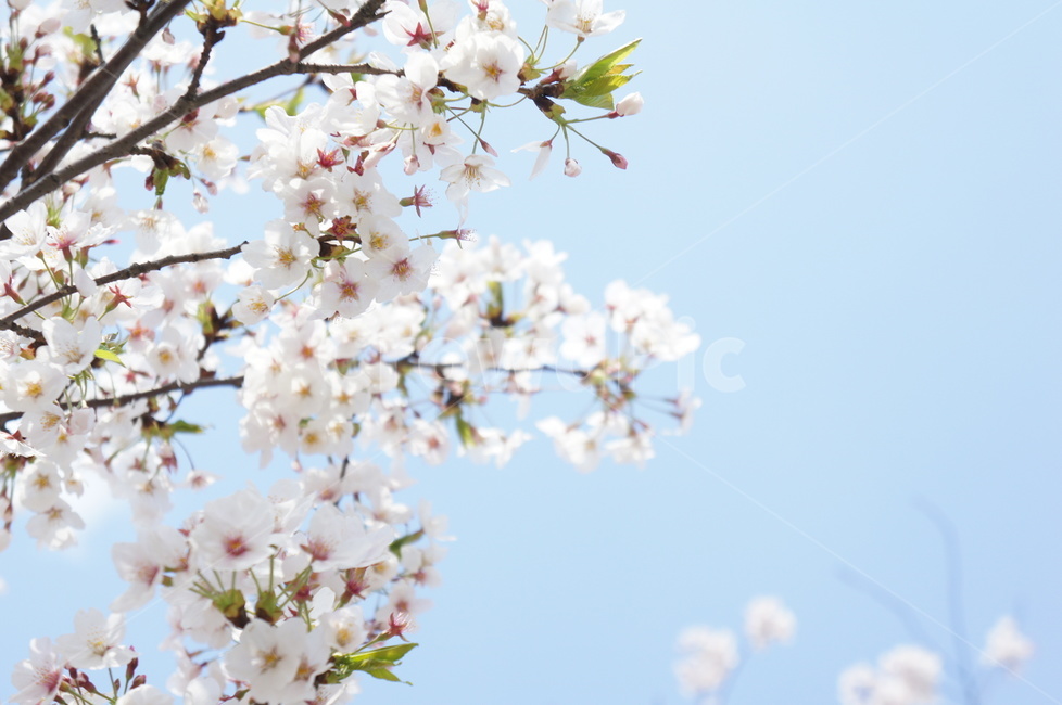 벚꽃,하늘,벚나무,꽃,자연,sky,cherryblossoms,봄,계절,spring,season,plant,식물,flower,blossom