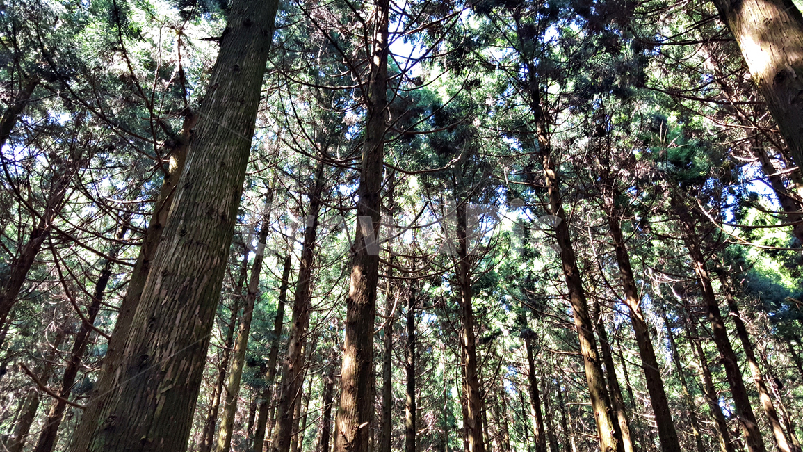 숲,나무,tree,자연,옥외,식물,plant
