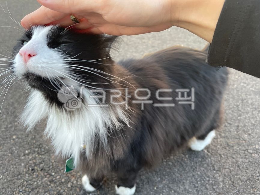 개냥이,고양이,동물,반려동물,반려묘,사랑스러운,애완동물,cat,kitten,lovely,animal,러블리,pet