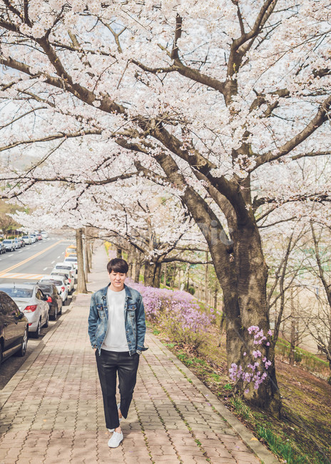 남자,인물,벚꽃,봄,man,봄,계절,spring,season,사람,인물,인간,human,person,남성,남자,man,male,plant,식물