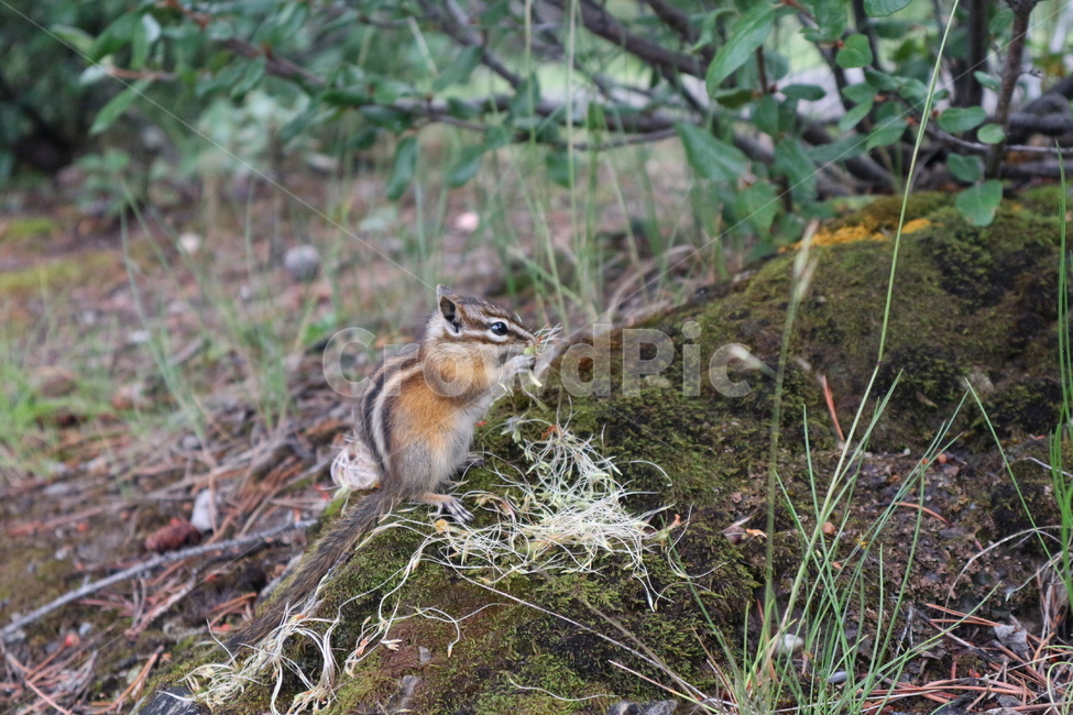 다람쥐,자연,가을,산,canada,동물,animal,포유류,mammal
