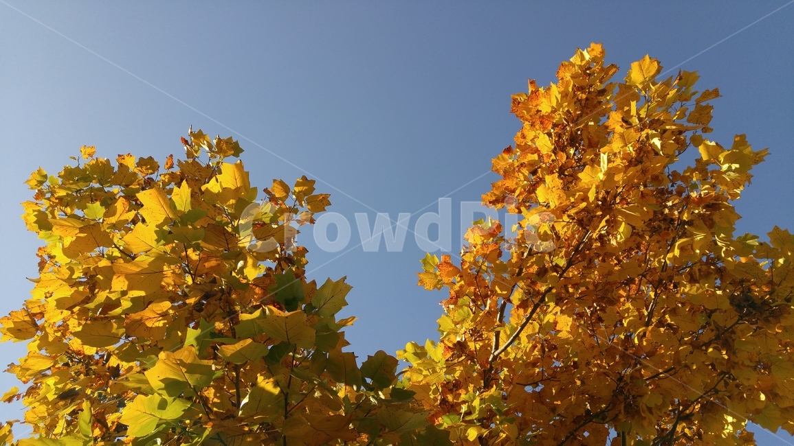 단풍,가을,백합나무,단풍나무,자연,가을,계절,fall,autumn,season,plant,식물,leaf,잎,tree,나무,maple
