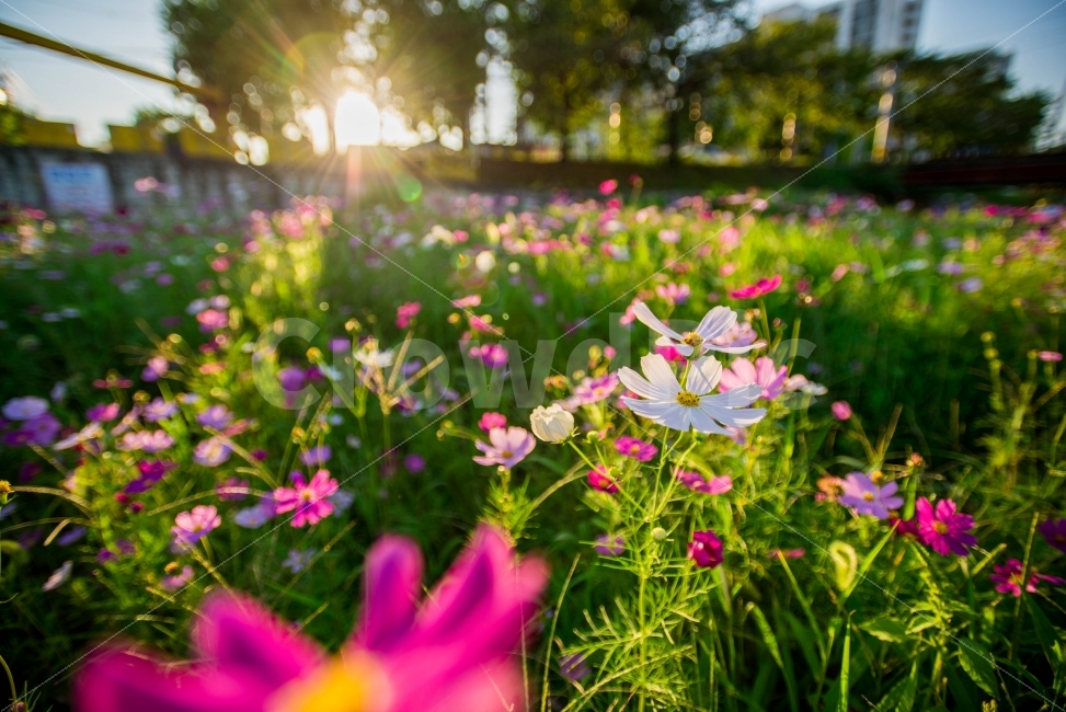 가을,코스모스,역광,들꽃,보캐,가을,계절,fall,autumn,season,식물,자연,plants,nature,꽃,flower,휴식,힐링,rest,relaxation,healing,spring,봄,plant,outdoors,옥외,petal,꽃잎,blossom
