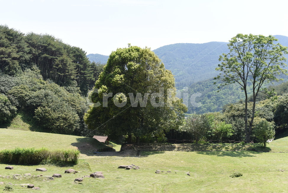 옥룡사지,사찰터,폐사지,옥룡사,유적,문화유적지,nature,outdoors,field,옥외,grassland,목초지,plant,나무
