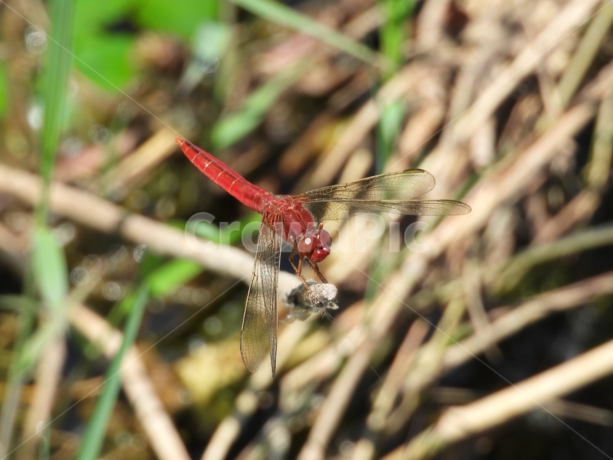 잠자리,고추잠자리,곤충,모기천적,dragonfly