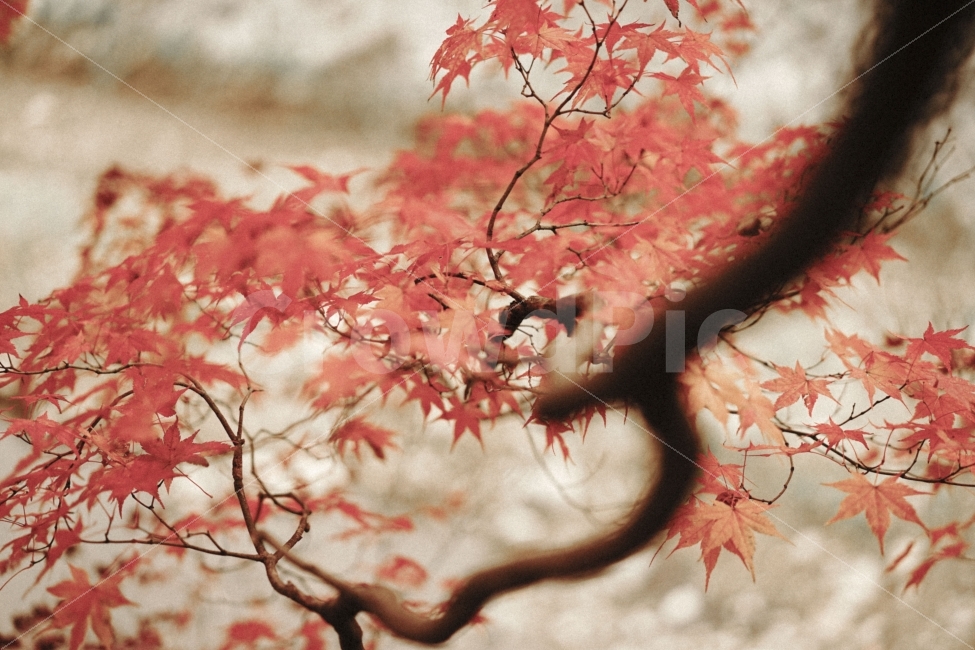 단풍,가을,한국,사계절,빨강,가을,계절,fall,autumn,season,식물,자연,plants,nature,감성,sensible,feeling,leaf,잎,plant,tree,나무,maple