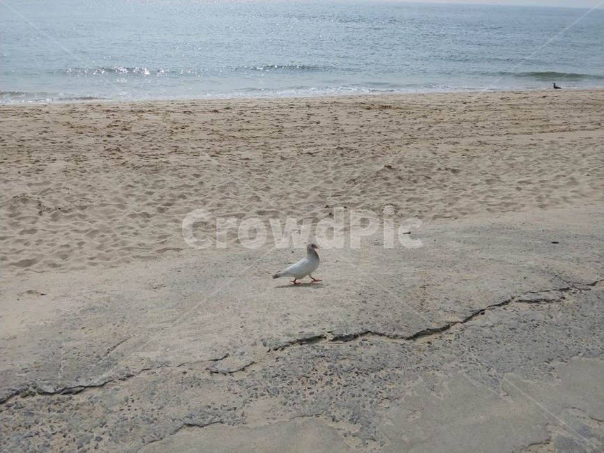 갈매기,바다,sea,seagull,새,바닷가,beach,peaceful,한적한,한가로운,bird