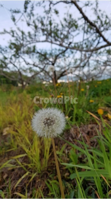 민들레,꽃씨,시골풍경,농촌,민들레꽃씨,식물,자연,plants,nature,꽃,flower