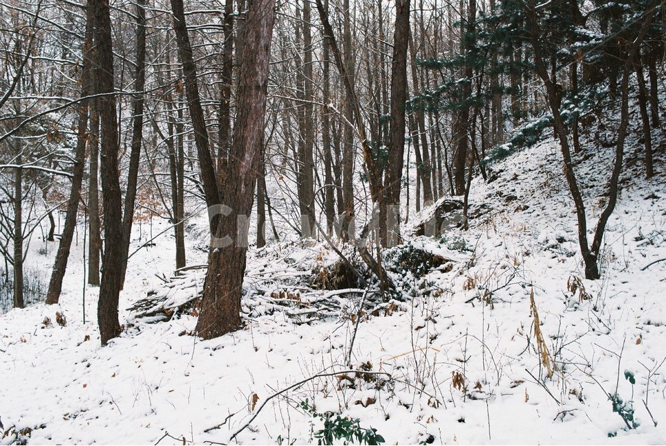 나무,자연,눈,겨울,tree,nature,snow,snowy,winter,산,mountain,forest,삼림지,초목,숲