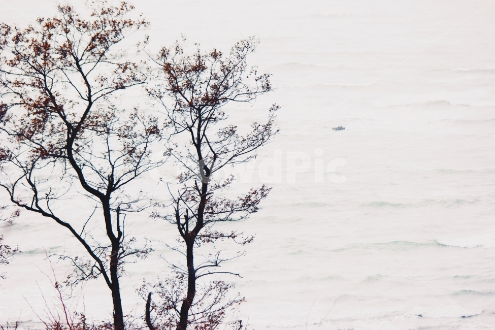 겨울,바다,나무,눈,바람,강,새,고요,아침,경관,자연,풍광,nature,landscape,한국자연풍경,한국자연경관,koreanaturelandscape,감성,감정,sensible,feeling,emotion,계절,season,마을,rural,한국전통,한국문화,koreatraditional,koreaculture,plant,trees,wood,자연,풍경,nature,landscape,식물,plants,나무,trees,wood