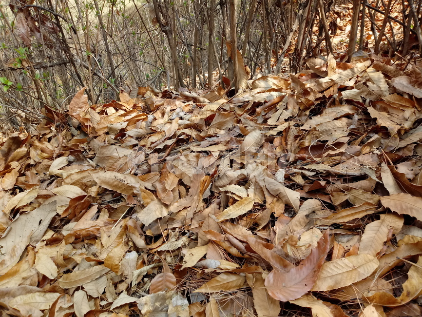 낙엽,단풍,落葉,leaves,나뭇잎
