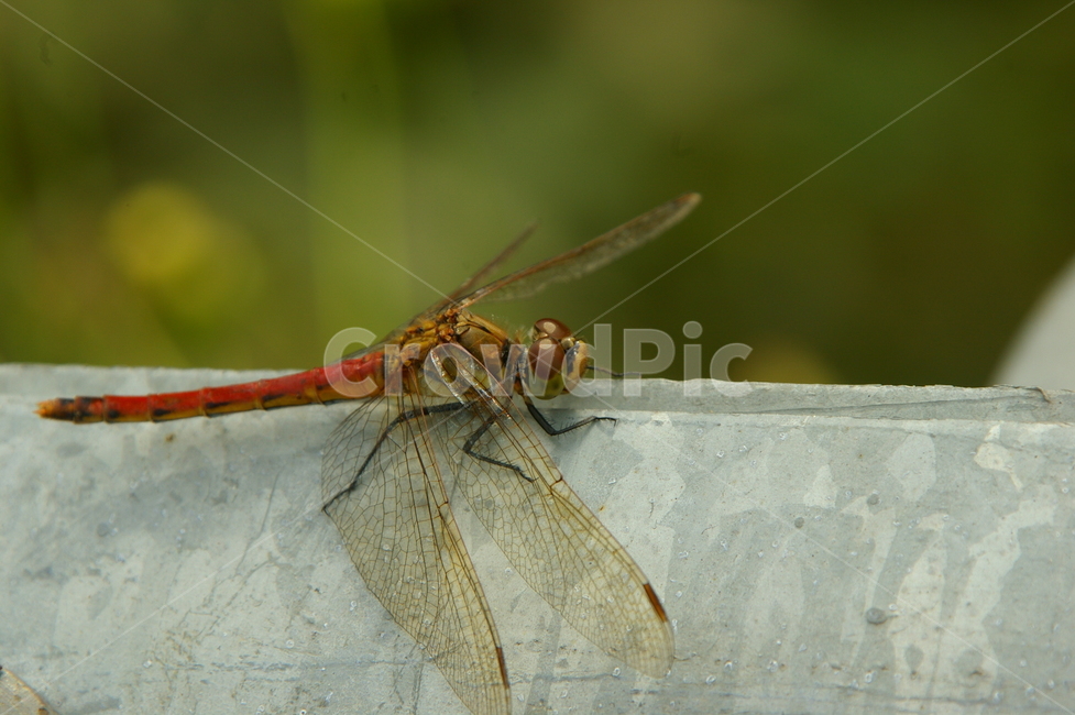 곤충,잠자리,insect,dragonfly,야외,곤충,벌레,insect,bug