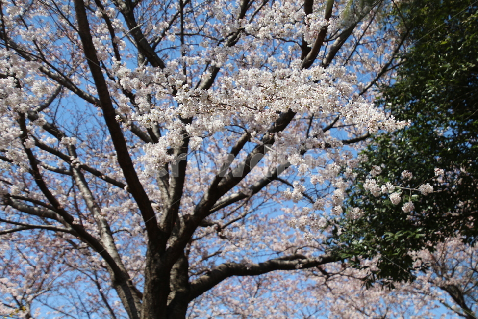 봄,흰색,벗꽃,나무,꽃,봄,계절,spring,season,식물,자연,plants,nature,꽃,flower,나무,trees,wood,plant,blossom