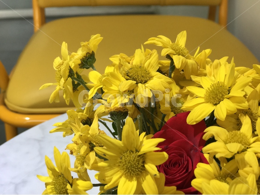 꽃,아름다움,조화로움,생화,빨간,식물,자연,plants,nature,꽃,flower,실내용화초,화분,화초,house plant,인테리어,실내디자인,interior design