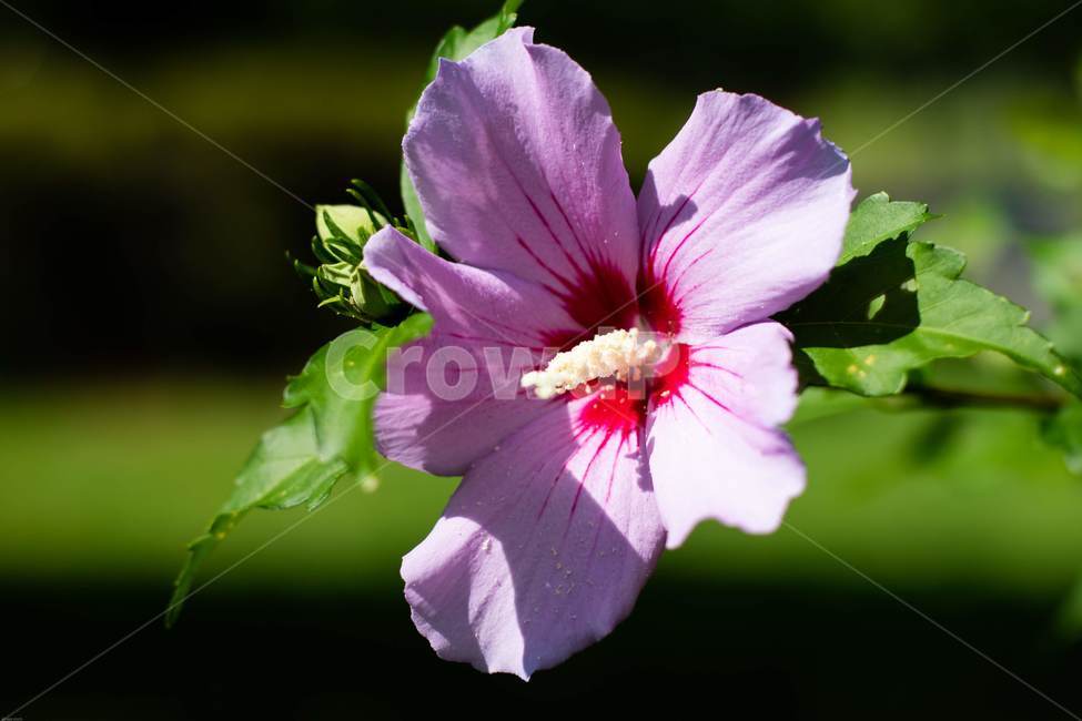 꽃,무궁화,우리나라꽃,식물,flower,무궁화꽃,국화,나무,삼일절,애국심,야생화,대한민국의상징,속씨식물,아욱과,나라꽃,씨앗,열매,꽃잎,붉은색,무궁화정신,쌍떡잎식물,근화,흰색,연분홍색,분홍색,단체수술,공원,조경,무궁화과,식물,자연,plants,nature,꽃,flower