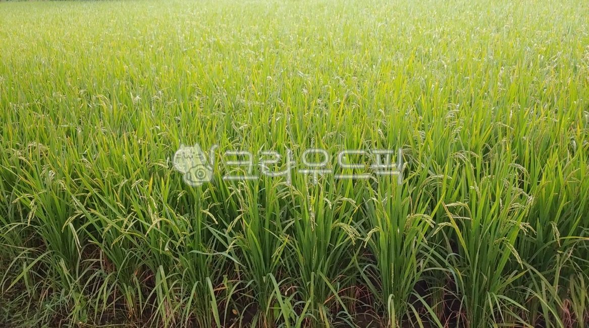 monocot plant,rice paddy,nature,food crops,rice,outdoors,field,Farm,annual life,farm,fall harvest